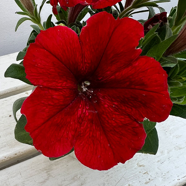 11【審査員奨励賞】西山園芸さんのペチュニア3.5号(花色おまかせ)