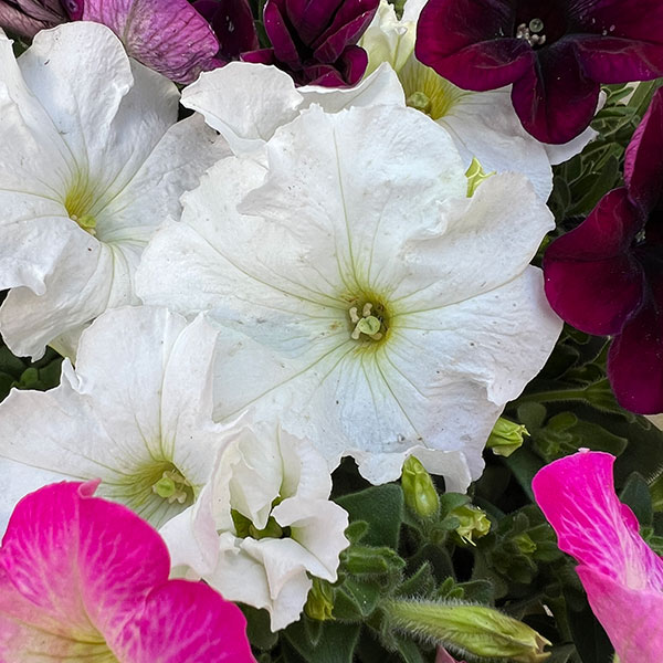 11【審査員奨励賞】西山園芸さんのペチュニア3.5号(花色おまかせ)