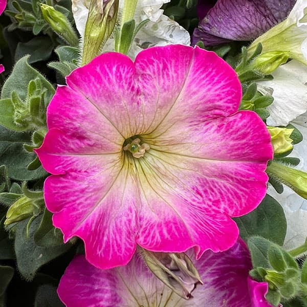 11【審査員奨励賞】西山園芸さんのペチュニア3.5号(花色おまかせ)