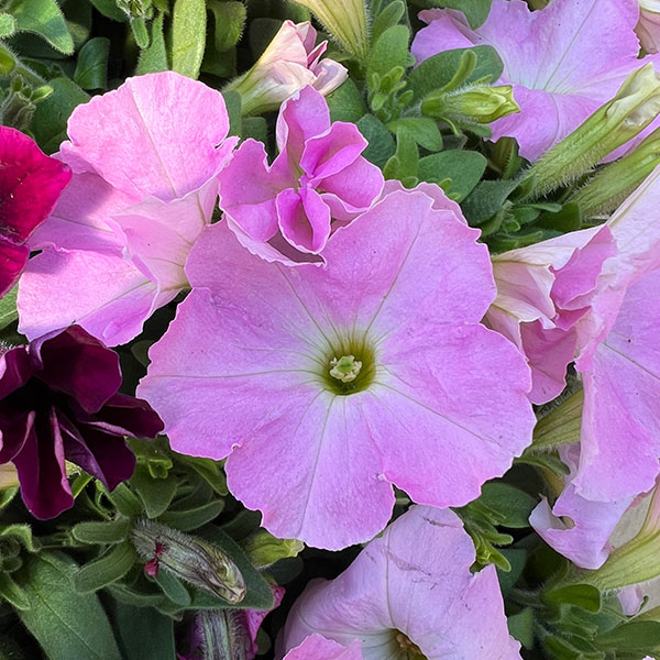 11【審査員奨励賞】西山園芸さんのペチュニア3.5号(花色おまかせ)