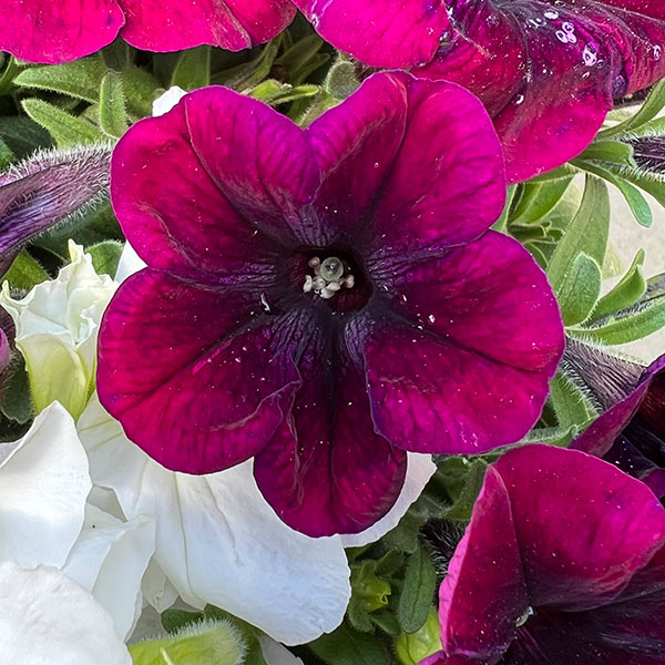 11【審査員奨励賞】西山園芸さんのペチュニア3.5号(花色おまかせ)