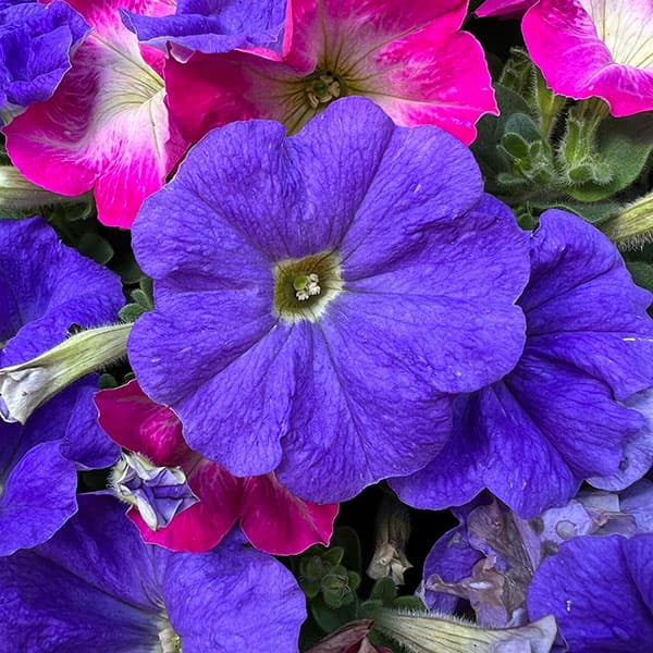 11【審査員奨励賞】西山園芸さんのペチュニア3.5号(花色おまかせ)