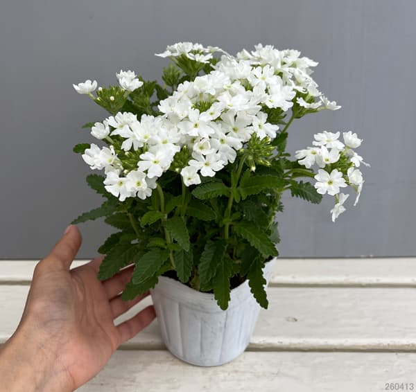 バーベナ：ヌーヴォラビアンカ3.5号ポット