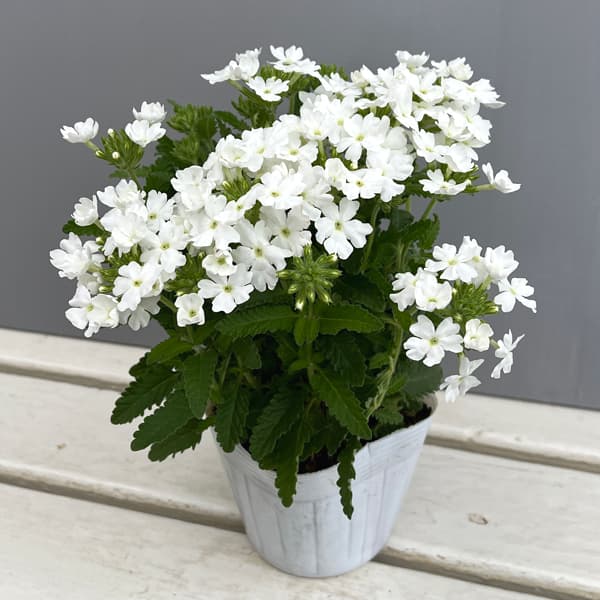 バーベナ：ヌーヴォラビアンカ3.5号ポット