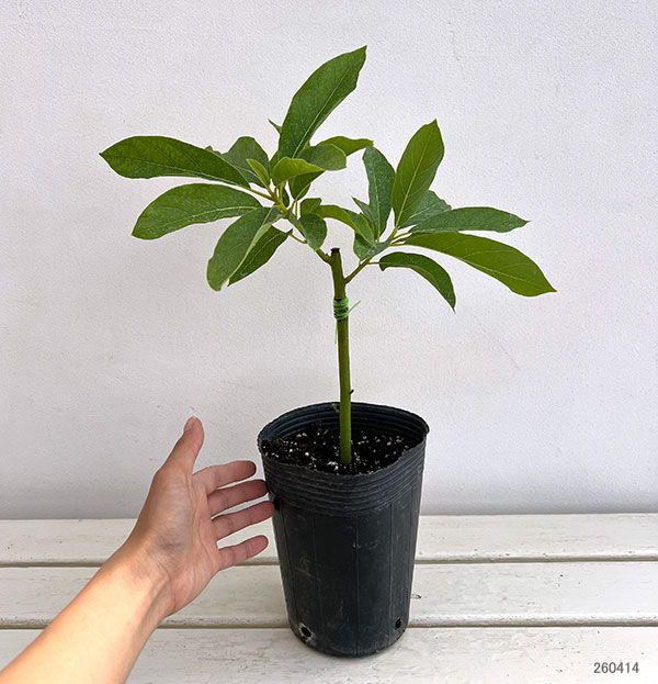 アボカド：台湾大型4.5-5号ポット（接木苗）