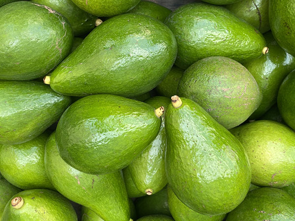 アボカド：台湾大型4.5-5号ポット（接木苗）