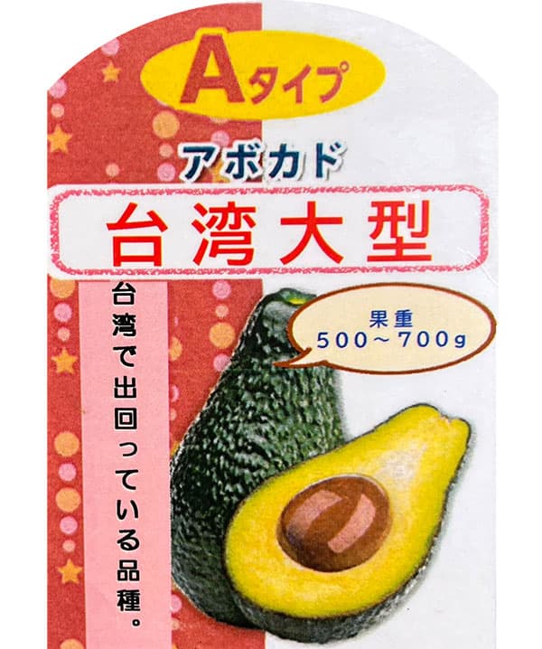 アボカド：台湾大型4.5-5号ポット（接木苗）