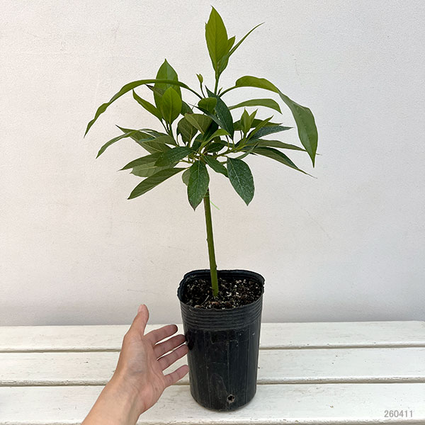 アボカド：シモンズ4.5-5号ポット（接木苗）