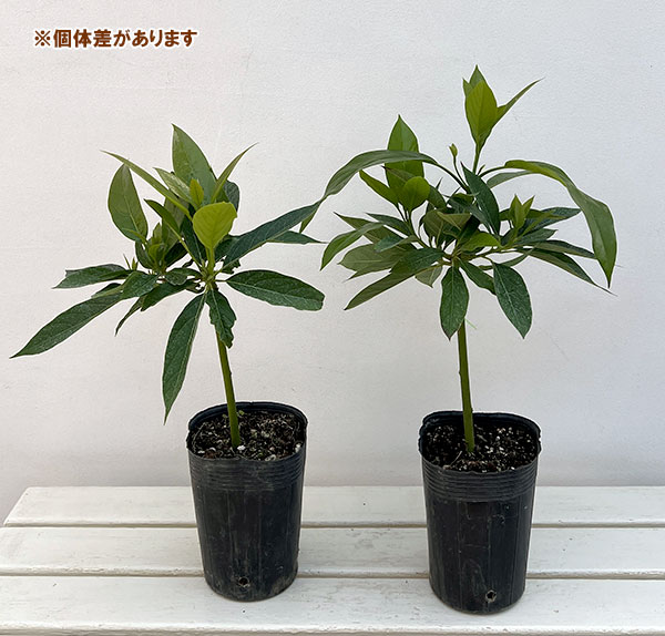 アボカド：シモンズ4.5-5号ポット（接木苗）