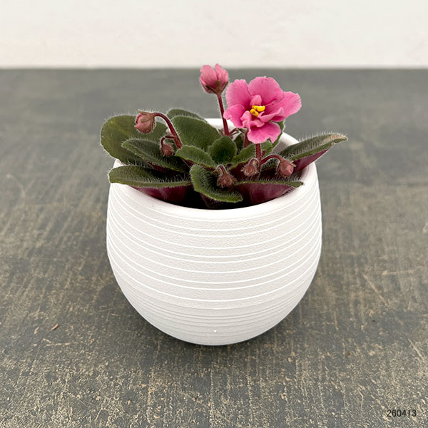 ミニセントポーリア：ジョリーミスチーフ（ピンク）2.5号鉢植え