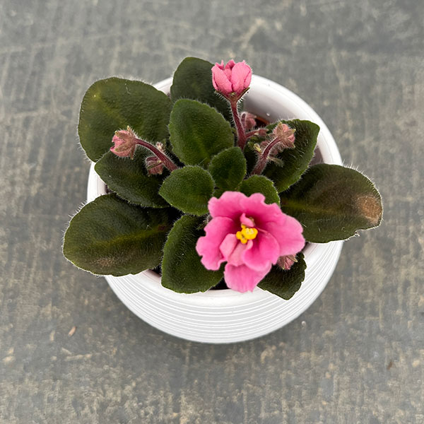 ミニセントポーリア：ジョリーミスチーフ（ピンク）2.5号鉢植え