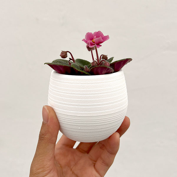 ミニセントポーリア：ジョリーミスチーフ（ピンク）2.5号鉢植え