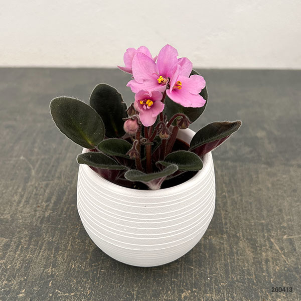 ミニセントポーリア：ピンキー 2.5号鉢植え