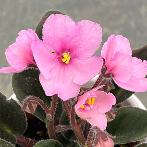 ミニセントポーリア：ピンキー 2.5号鉢植え