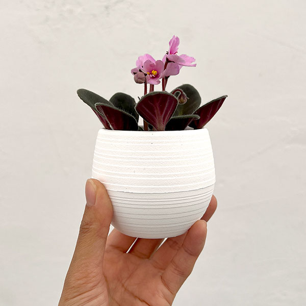 ミニセントポーリア：ピンキー 2.5号鉢植え