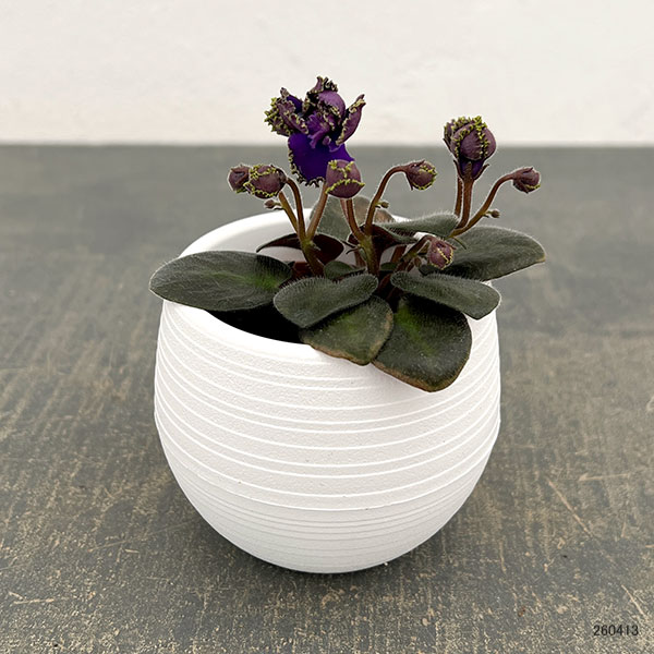 ミニセントポーリア：ロブス　アイリッシュマジック 2.5号鉢植え