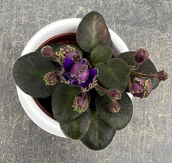 ミニセントポーリア：ロブス　アイリッシュマジック 2.5号鉢植え