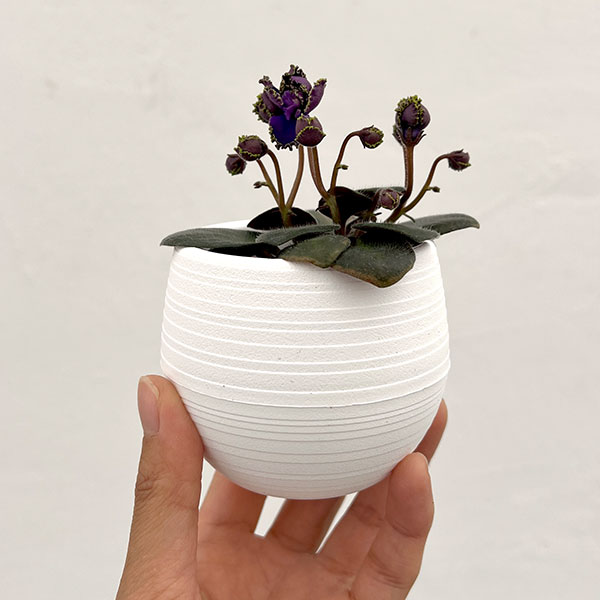 ミニセントポーリア：ロブス　アイリッシュマジック 2.5号鉢植え