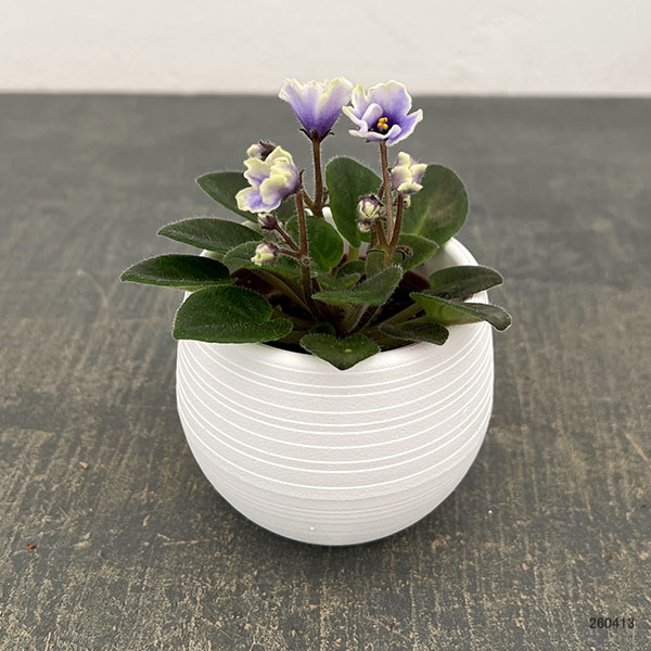 ミニセントポーリア：フロステッド　デニム 2.5号鉢植え