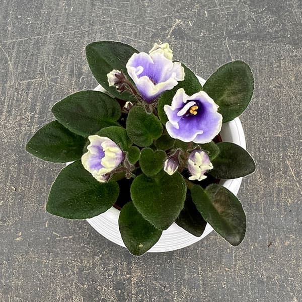 ミニセントポーリア：フロステッド　デニム 2.5号鉢植え