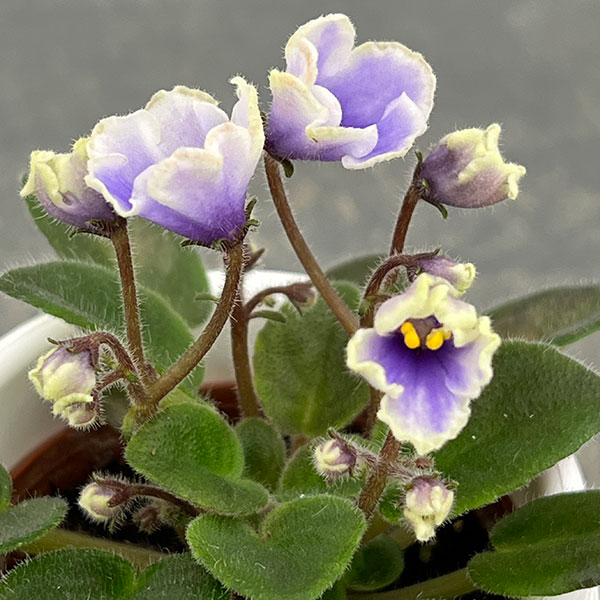 ミニセントポーリア：フロステッド　デニム 2.5号鉢植え