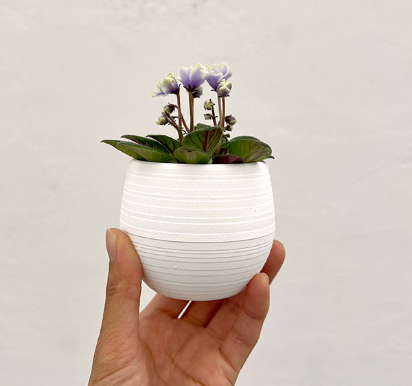 ミニセントポーリア：フロステッド　デニム 2.5号鉢植え