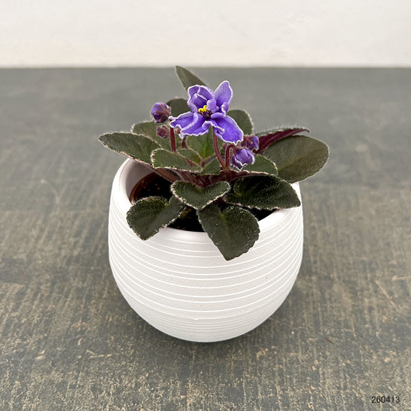 ミニセントポーリア：ロブス　ジッターバック 2.5号鉢植え