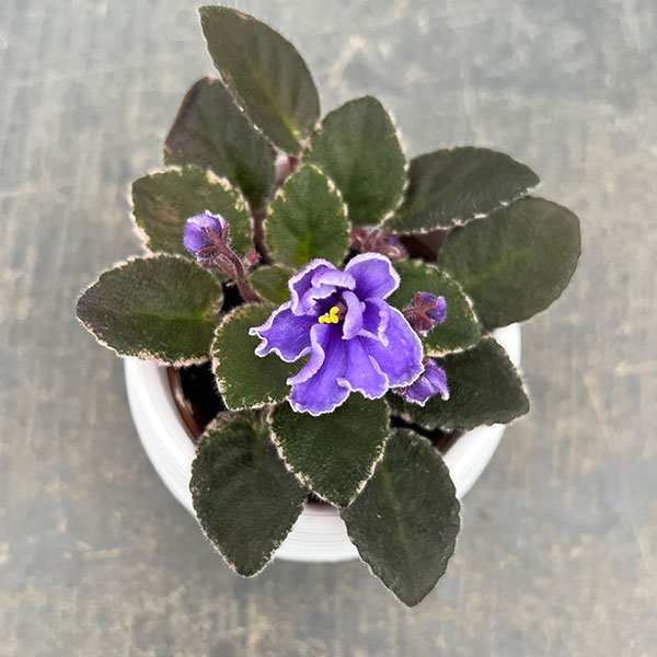 ミニセントポーリア：ロブス　ジッターバック 2.5号鉢植え