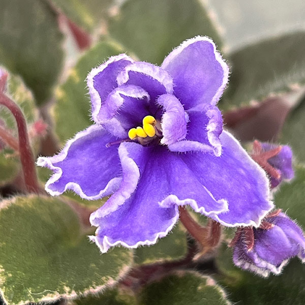 ミニセントポーリア：ロブス　ジッターバック 2.5号鉢植え