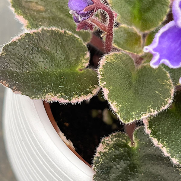 ミニセントポーリア：ロブス　ジッターバック 2.5号鉢植え