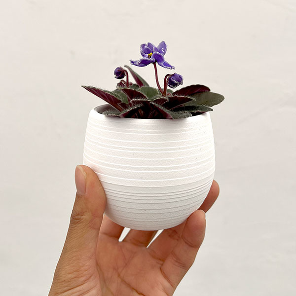 ミニセントポーリア：ロブス　ジッターバック 2.5号鉢植え