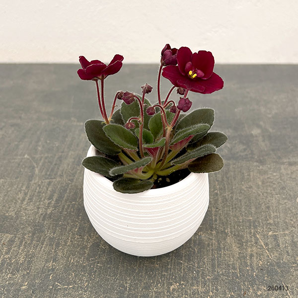 ミニセントポーリア：サザン　スプリングタイム（赤） 2.5号鉢植え