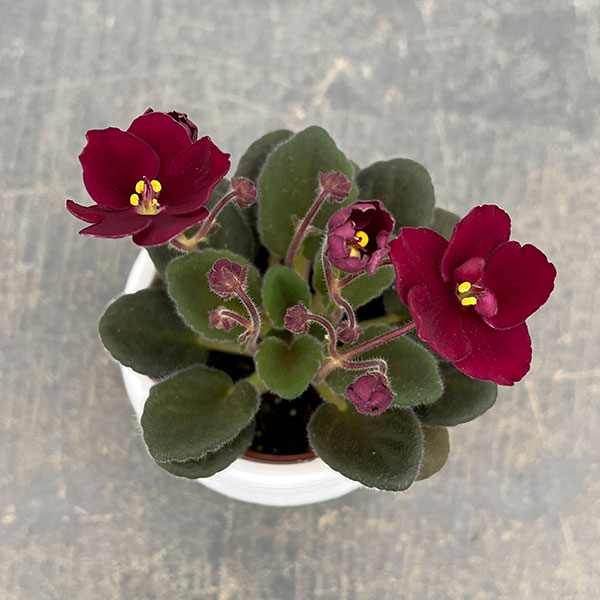 ミニセントポーリア：サザン　スプリングタイム（赤） 2.5号鉢植え