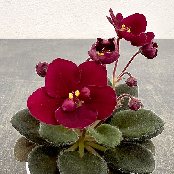 ミニセントポーリア：サザン　スプリングタイム（赤） 2.5号鉢植え