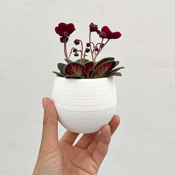 ミニセントポーリア：サザン　スプリングタイム（赤） 2.5号鉢植え