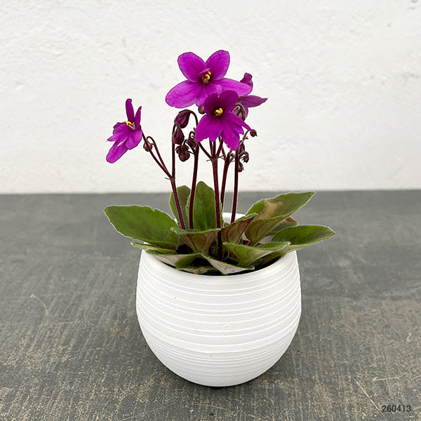 ミニセントポーリア：リトル　ロードナイト（赤） 2.5号鉢植え