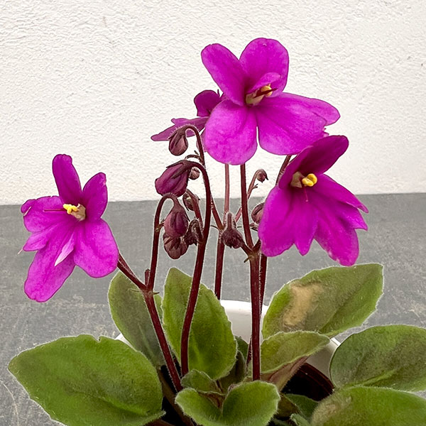 ミニセントポーリア：リトル　ロードナイト（赤） 2.5号鉢植え