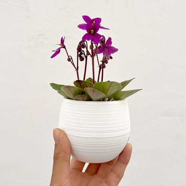 ミニセントポーリア：リトル　ロードナイト（赤） 2.5号鉢植え