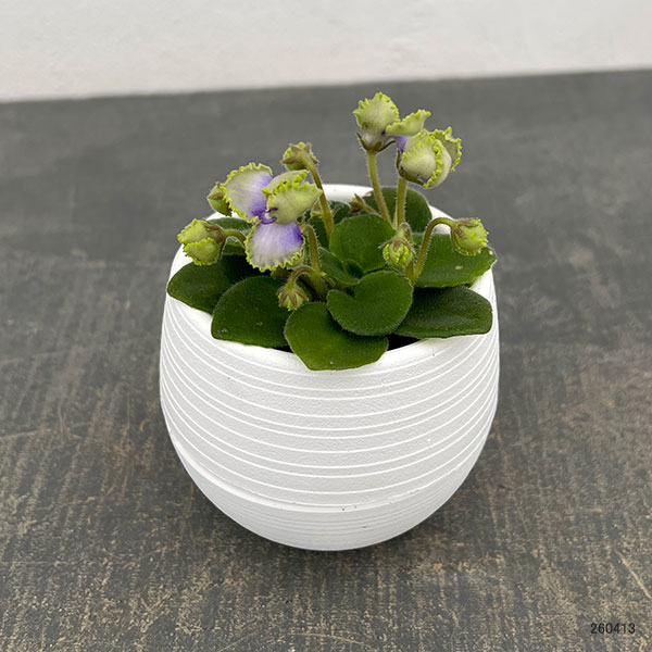 ミニセントポーリア：ロブス　アイリッシュラック 2.5号鉢植え