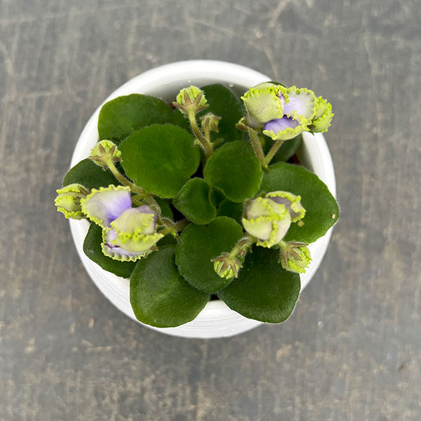 ミニセントポーリア：ロブス　アイリッシュラック 2.5号鉢植え