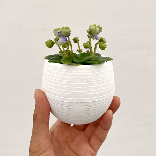 ミニセントポーリア：ロブス　アイリッシュラック 2.5号鉢植え