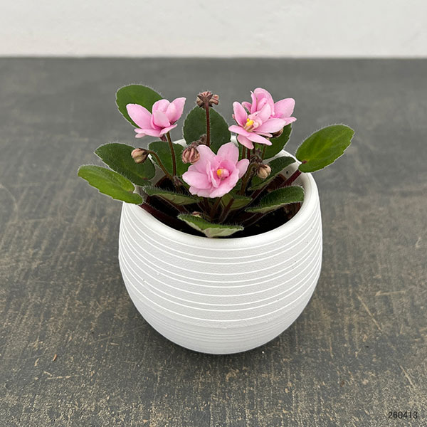 ミニセントポーリア：サンタフェ 2.5号鉢植え