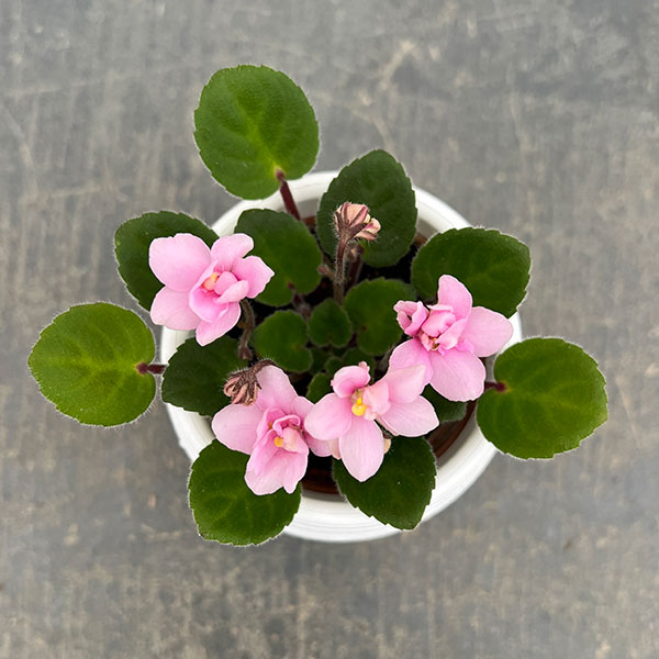 ミニセントポーリア：サンタフェ 2.5号鉢植え