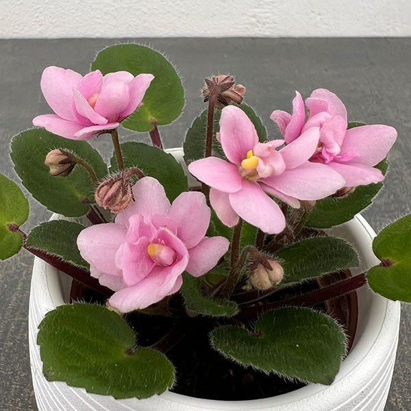 ミニセントポーリア：サンタフェ 2.5号鉢植え