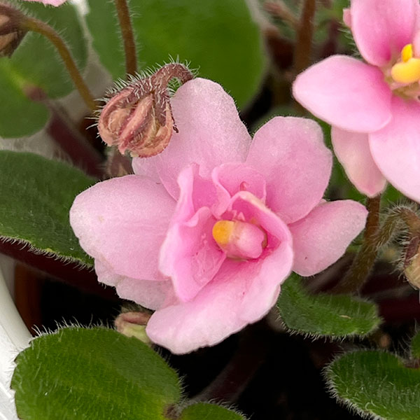 ミニセントポーリア：サンタフェ 2.5号鉢植え