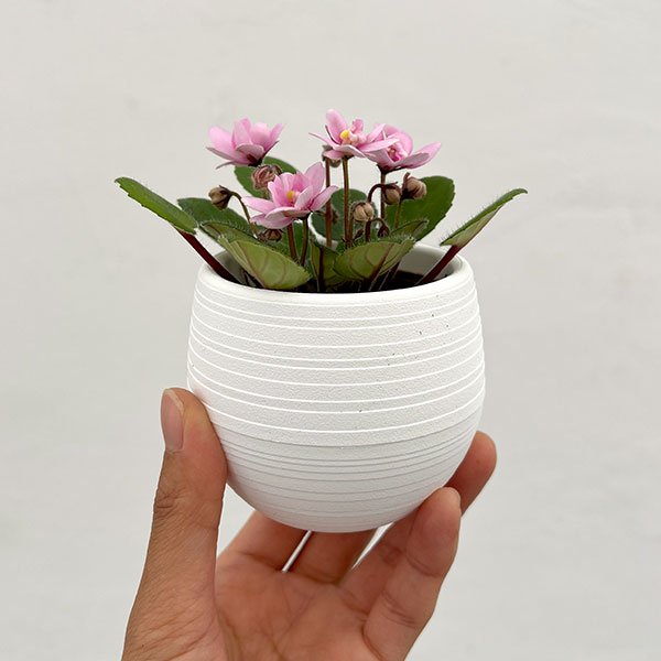 ミニセントポーリア：サンタフェ 2.5号鉢植え