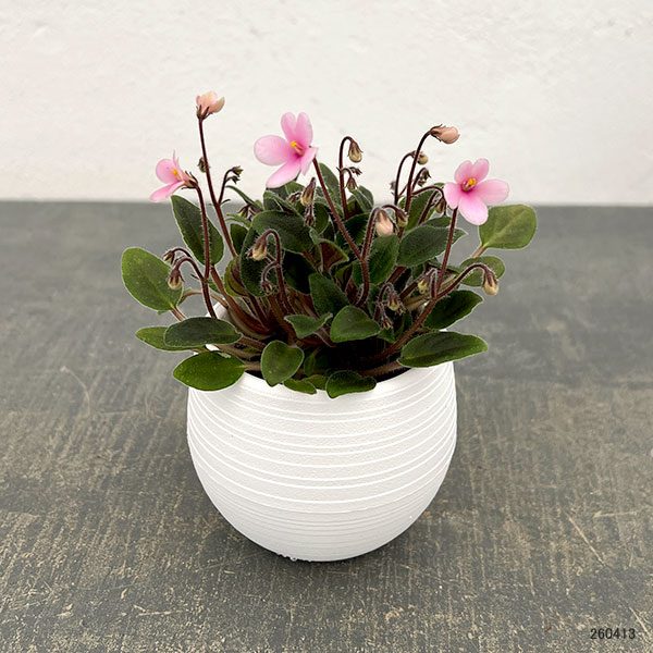 ミニセントポーリア：サンセットキス 2.5号鉢植え