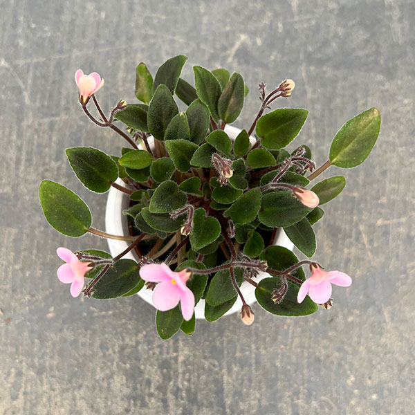 ミニセントポーリア：サンセットキス 2.5号鉢植え