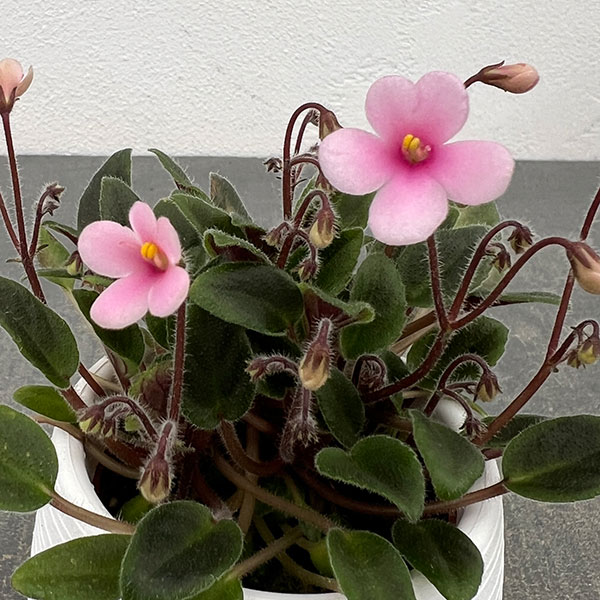 ミニセントポーリア：サンセットキス 2.5号鉢植え