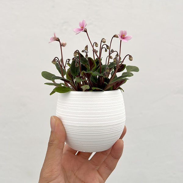 ミニセントポーリア：サンセットキス 2.5号鉢植え